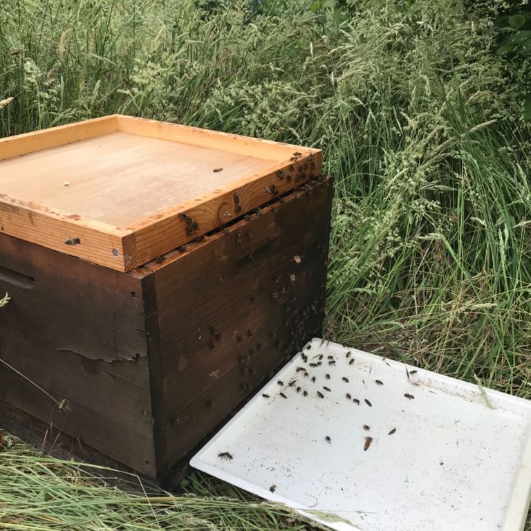 Ein Bienenschwarm ist grade eingezogen